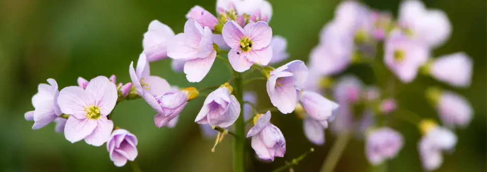 Řeřišnice luční Náhled