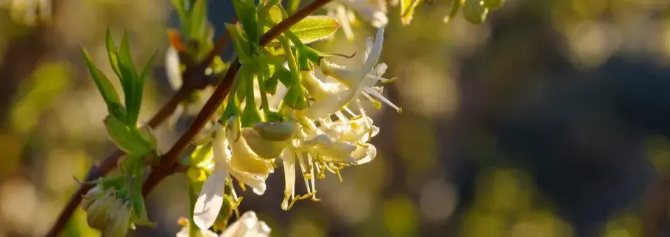 Zimolez Purpusův Náhled