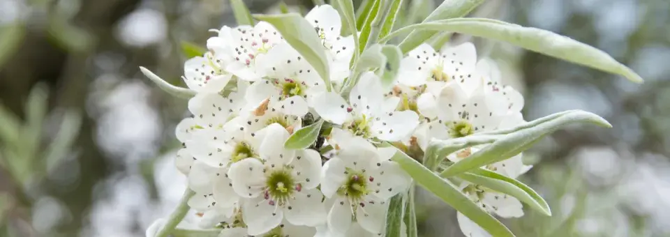 Hrušeň vrbolistá Náhled