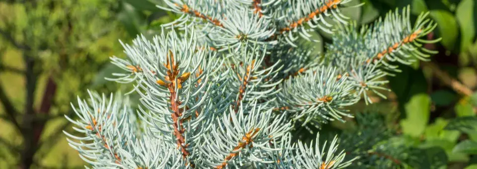 Smrk sivý ‘Conica’ Náhled