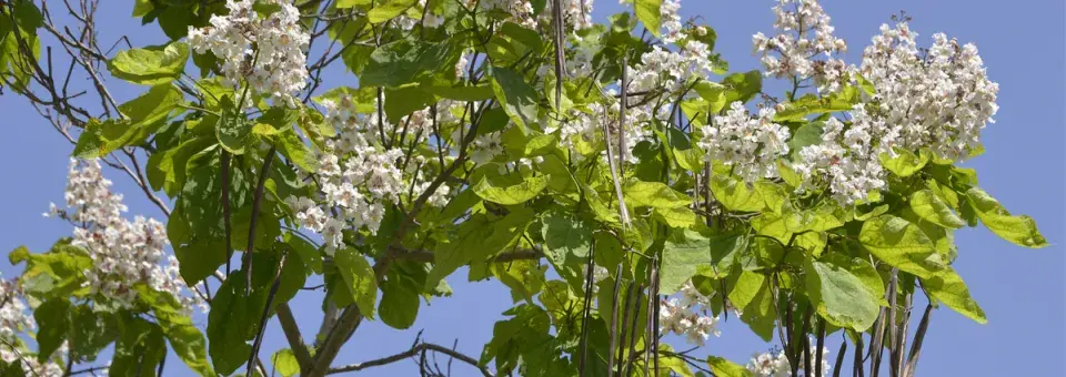 Katalpa trubačovitá Náhled