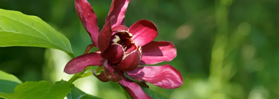 Sazaník květnatý Náhled