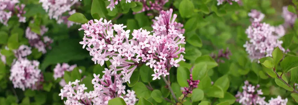 Šeřík Meyerův ‘Palibin’ Náhled