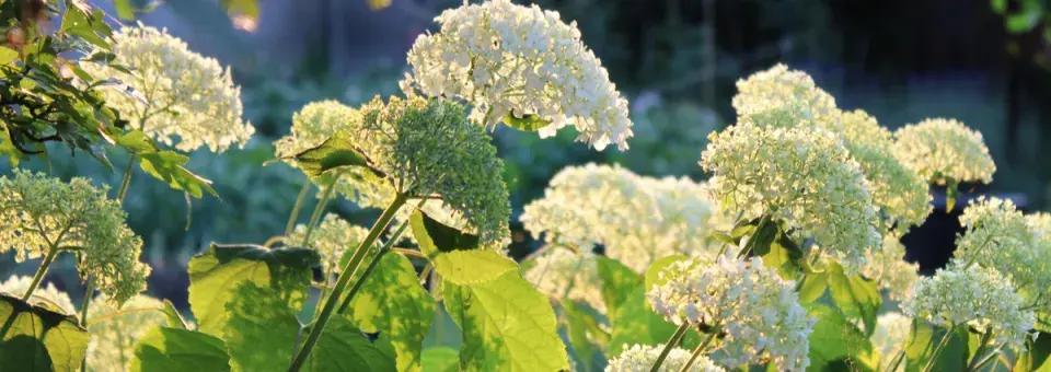 Hortenzie stromkovitá ‘Annabelle’ Náhled