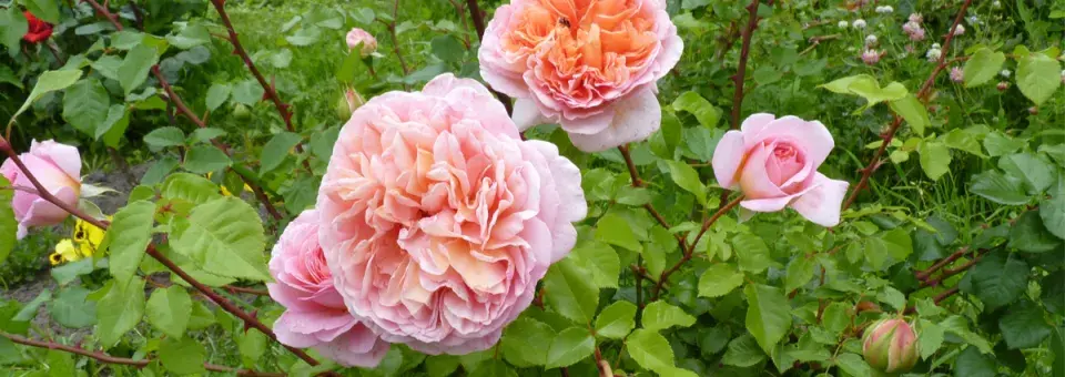 Růže ‘Abraham Darby’ Náhled