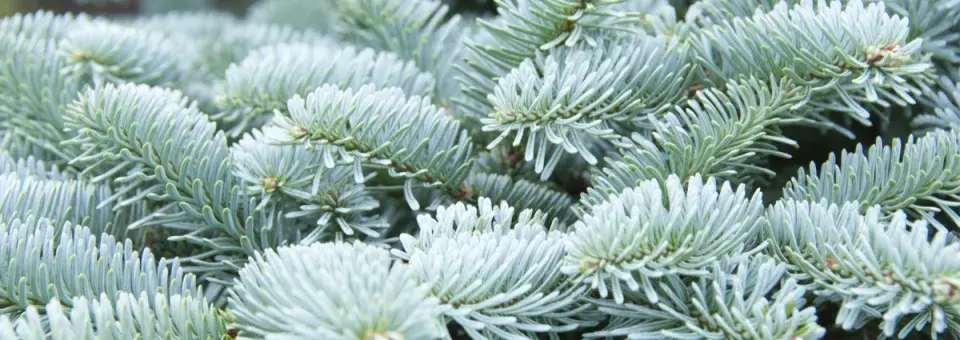 Jedle vznešená Náhled