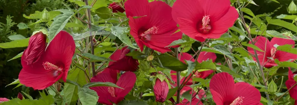 Ibišek bahenní Náhled