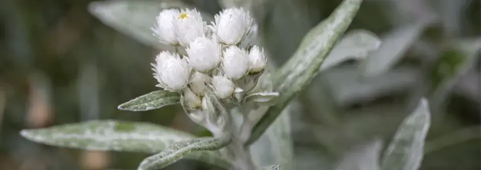 Plesnivka trojžilná Náhled