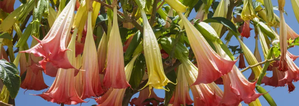 Brugmansie Náhled