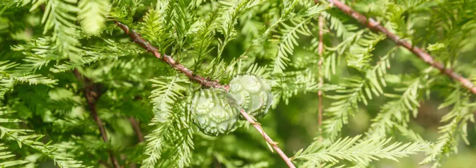 Tisovec dvouřadý Náhled