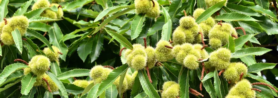 Kaštanovník jedlý Náhled