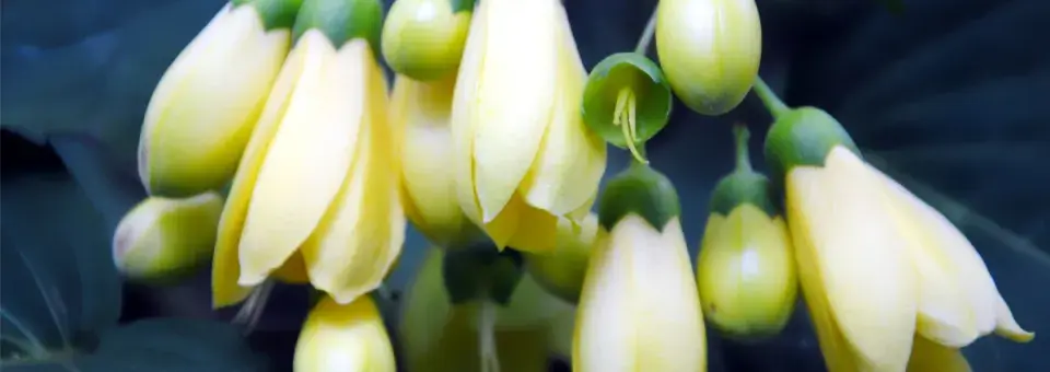 Kirengešoma dlanitá Náhled