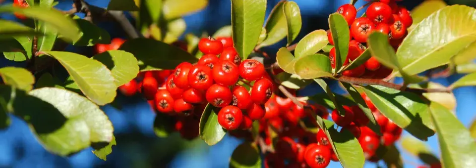 Hlohyně šarlatová Náhled