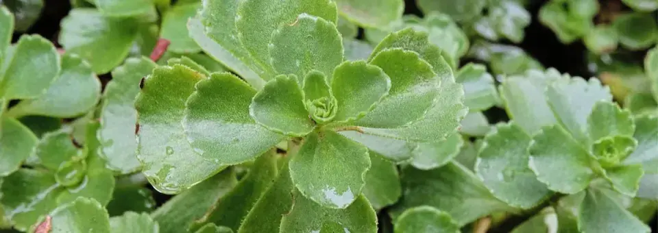 Rozchodník pochybný Náhled