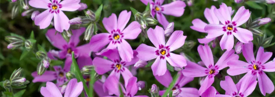 Plamenka šídlovitá Náhled