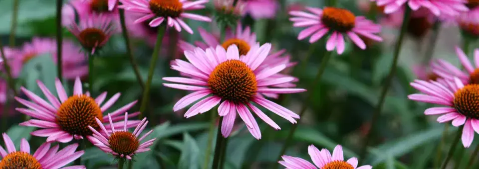 Třapatkovka nachová Náhled