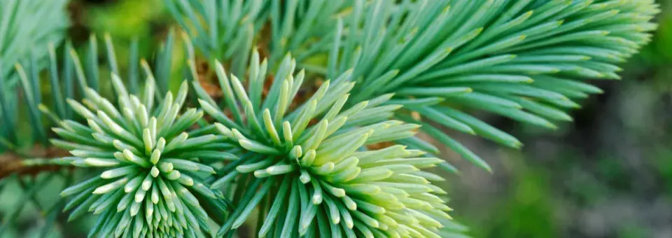 Smrk pichlavý Náhled