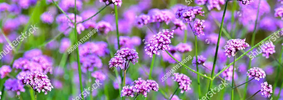 Sporýš argentinský Náhled