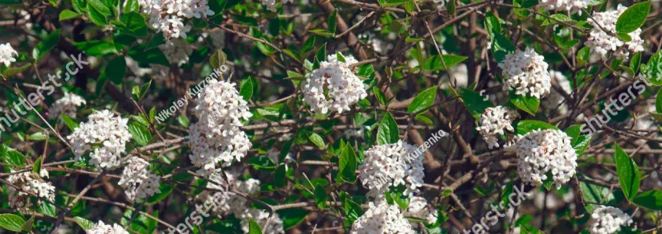 Kalina Burkwoodova Náhled