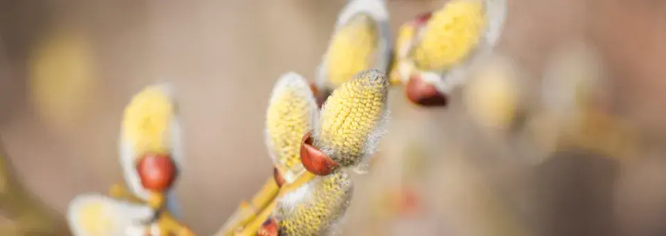 Vrba nachová Náhled