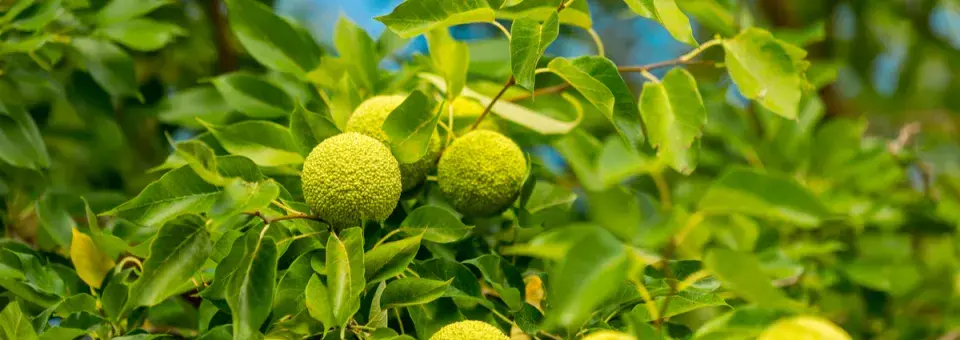 Pomerančovka americká Náhled