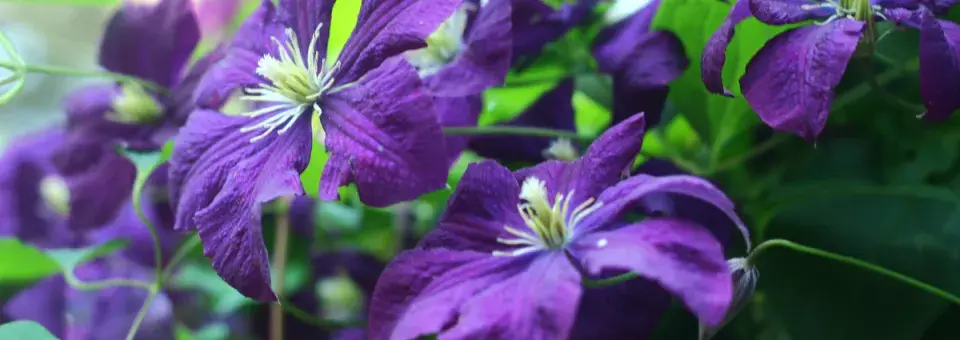 Plamének vlašský Náhled