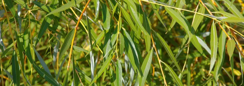 Vrba košíkářská Náhled