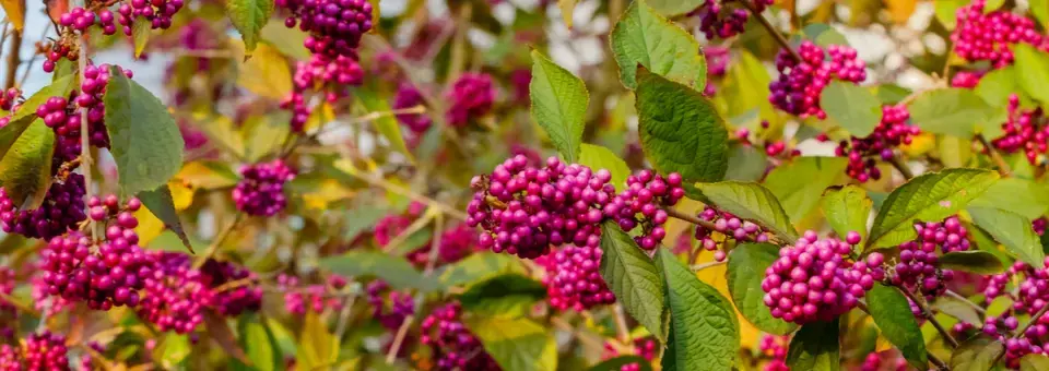 Krásnoplodka Bodinierova Náhled