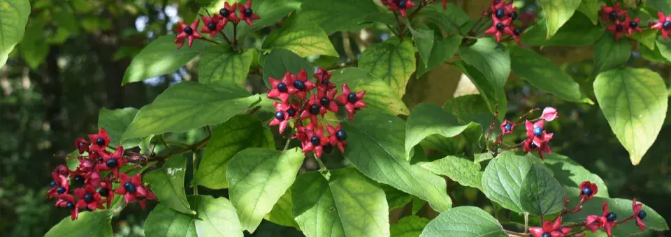 Blahokeř pozdní Náhled