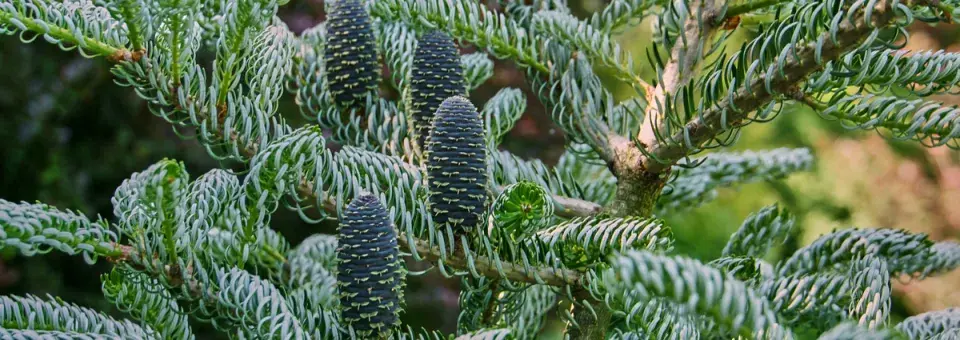 Jedle korejská Náhled