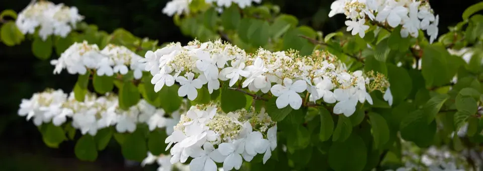 Kalina řasnatá Náhled