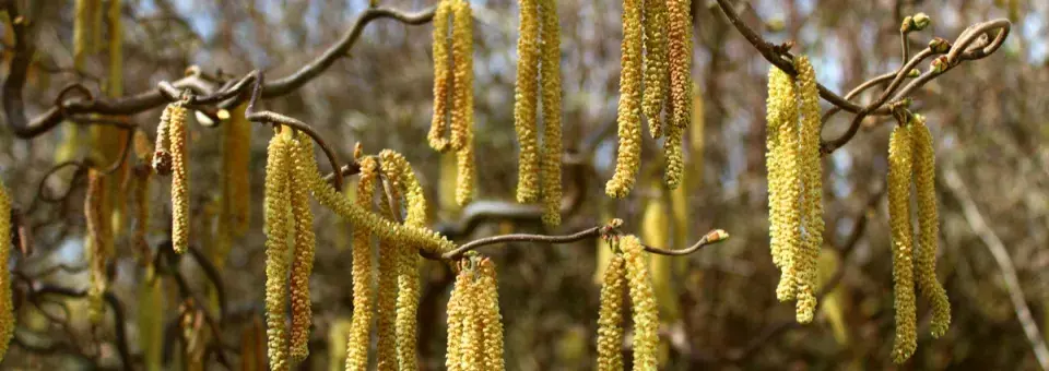 Vrba Matsudova ‘Tortuosa’ Náhled