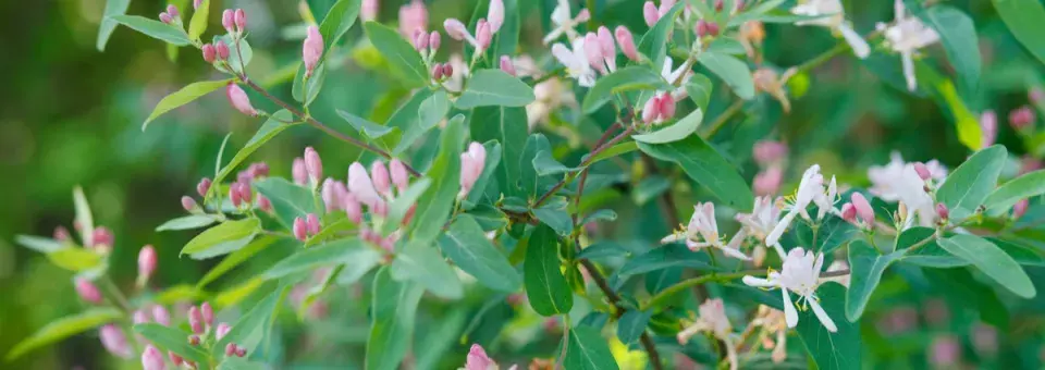 Zimolez obecný Náhled