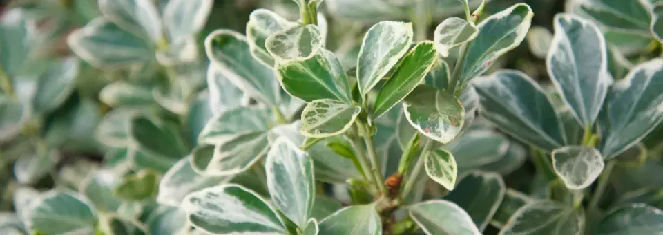 Brslen Fortuneův Náhled