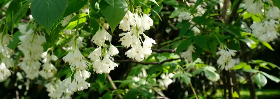 Klokoč kavkazský Náhled