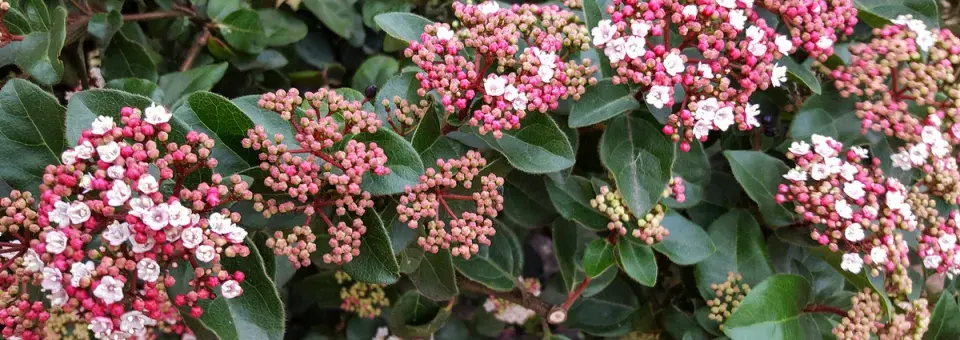 Kalina vonná Náhled