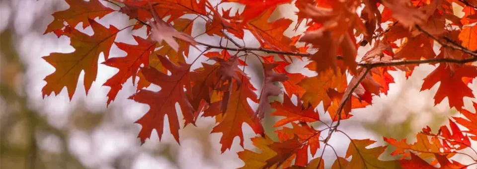 Dub červený Náhled