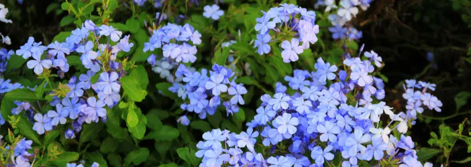 Olověnec ouškatý Náhled