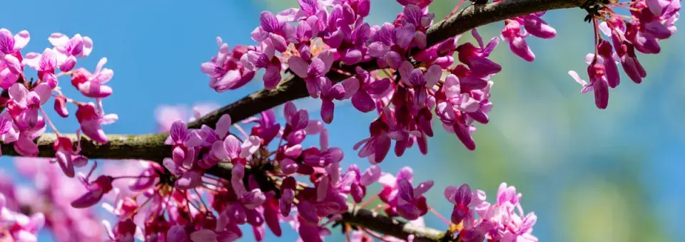 Zmarlika kanadská Náhled