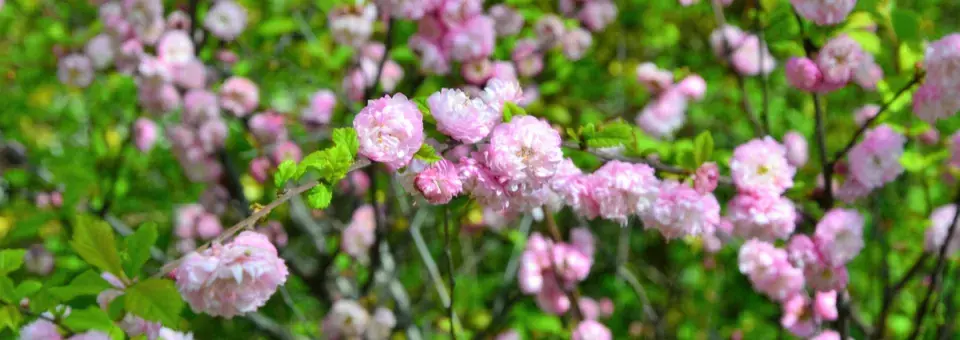 Mandloň trojlaločná Náhled