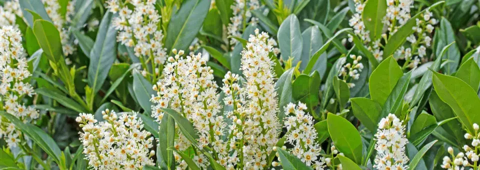 Bobkovišeň lékařská Náhled