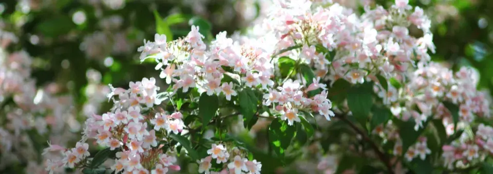 Kolkvície krásná Náhled