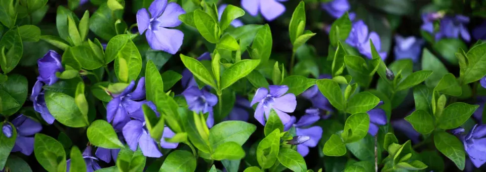 Barvínek menší Náhled