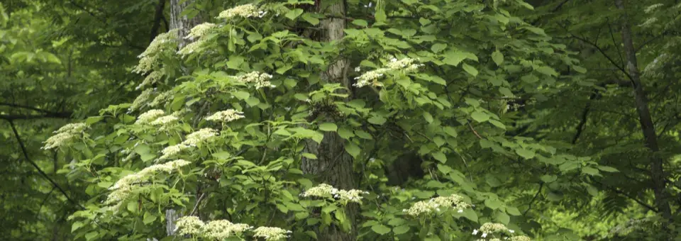 Hortenzie popínavá Náhled