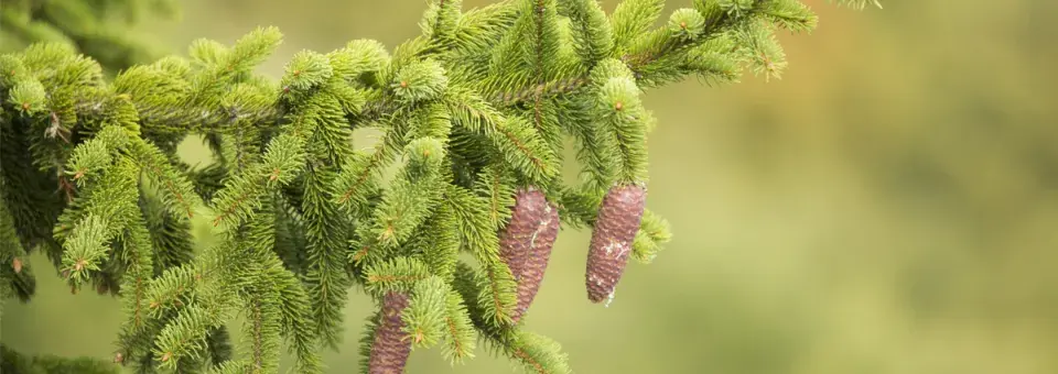 Smrk ztepilý Náhled