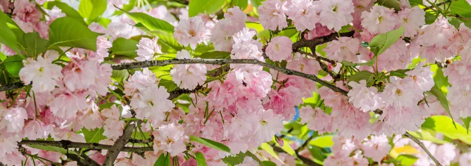 Sakura ozdobná Náhled