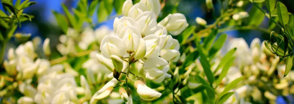 Trnovník akát Náhled