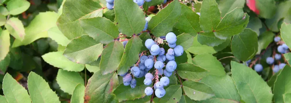 Mahonie cesmínolistá Náhled