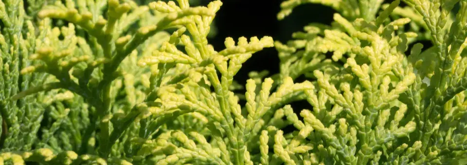 Cypřišek tupolistý ‘Nana Gracilis’ Náhled