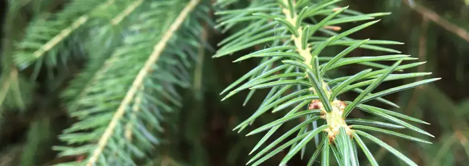 Jedle kavkazská Náhled